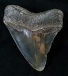 Megalodon Tooth - North Carolina #16313-1